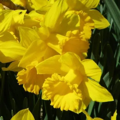 Daffodil Golden Harvest