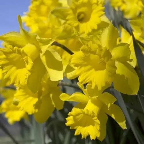 Daffodil Golden Harvest