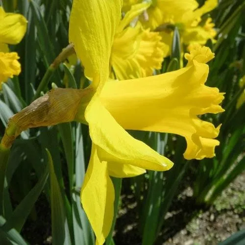 Daffodil Golden Harvest