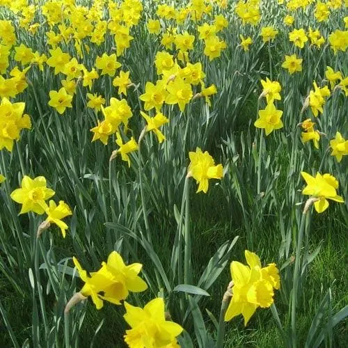 Daffodil Golden Harvest