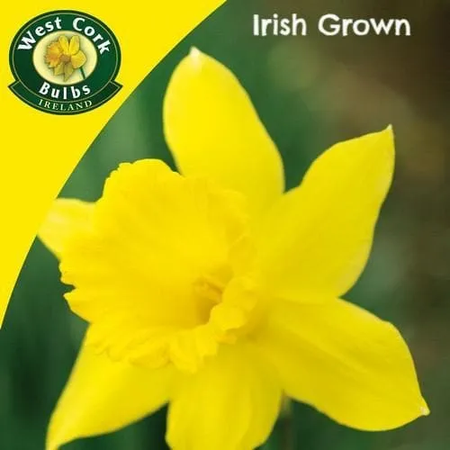 Daffodil Golden Harvest