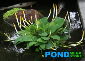 Golden Club,'Orontium Aquaticum'