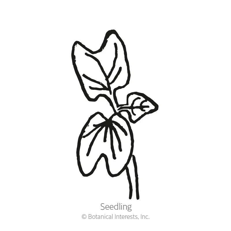 Heavenly Blue Morning Glory Seeds