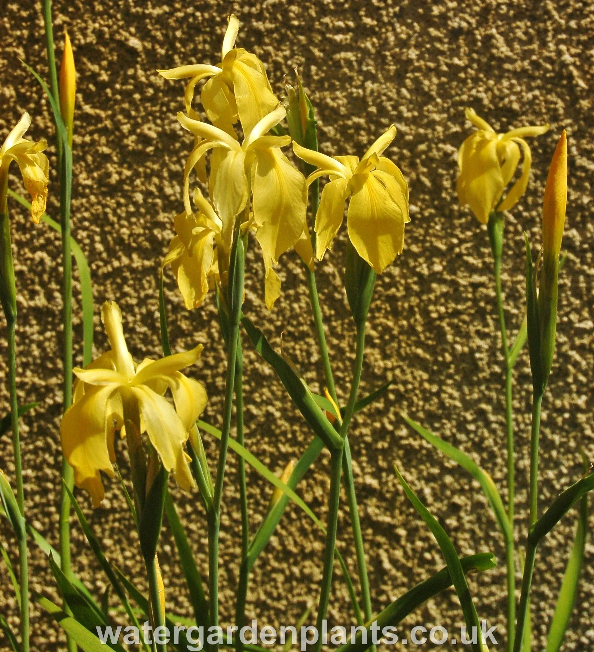 Exclusive Marvell Gold Iris Fulva - Optimized Title
