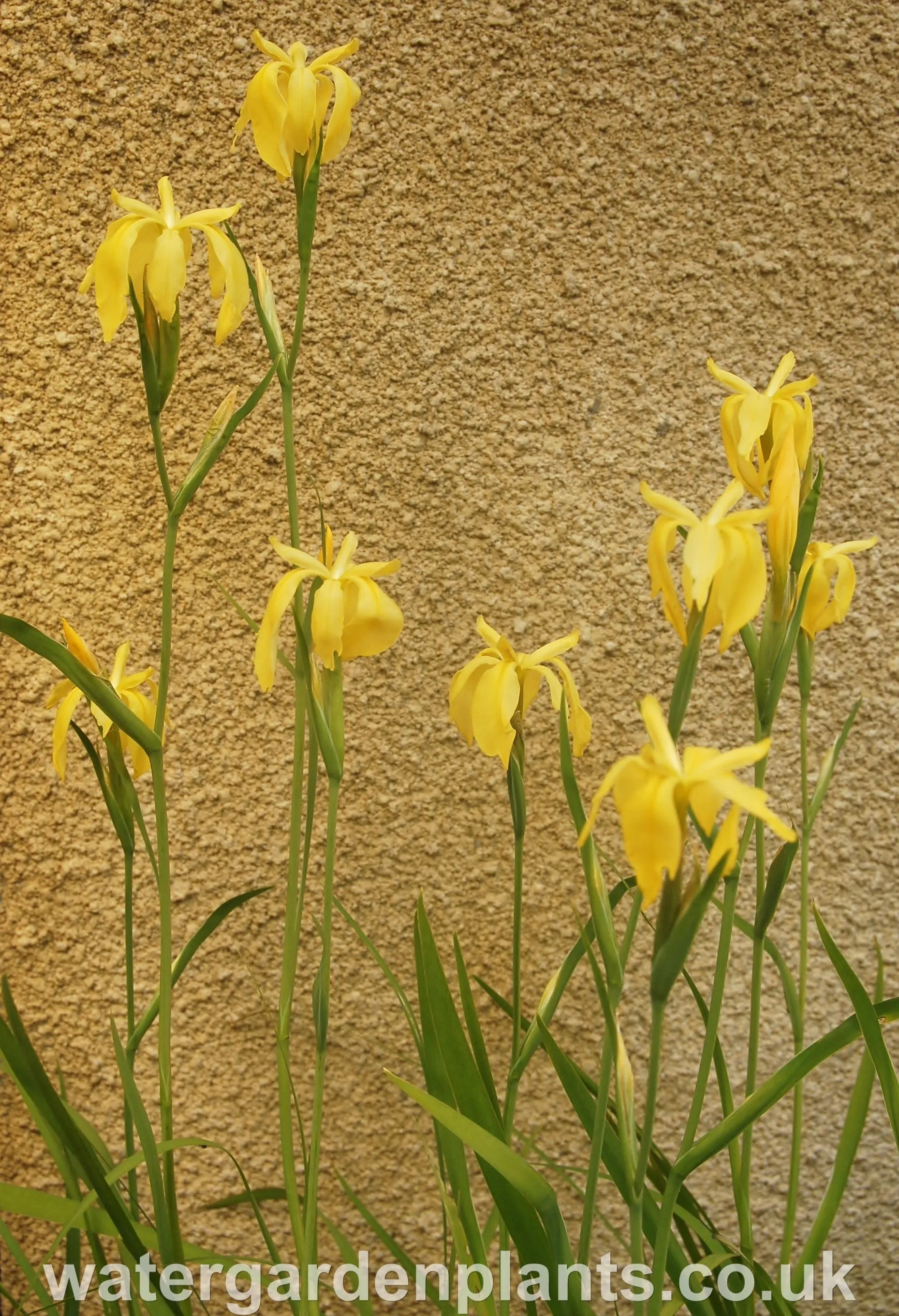 Exclusive Marvell Gold Iris Fulva - Optimized Title