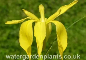 Exclusive Marvell Gold Iris Fulva - Optimized Title