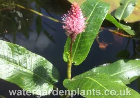 Persicaria amphibia - Amphibious Bistort