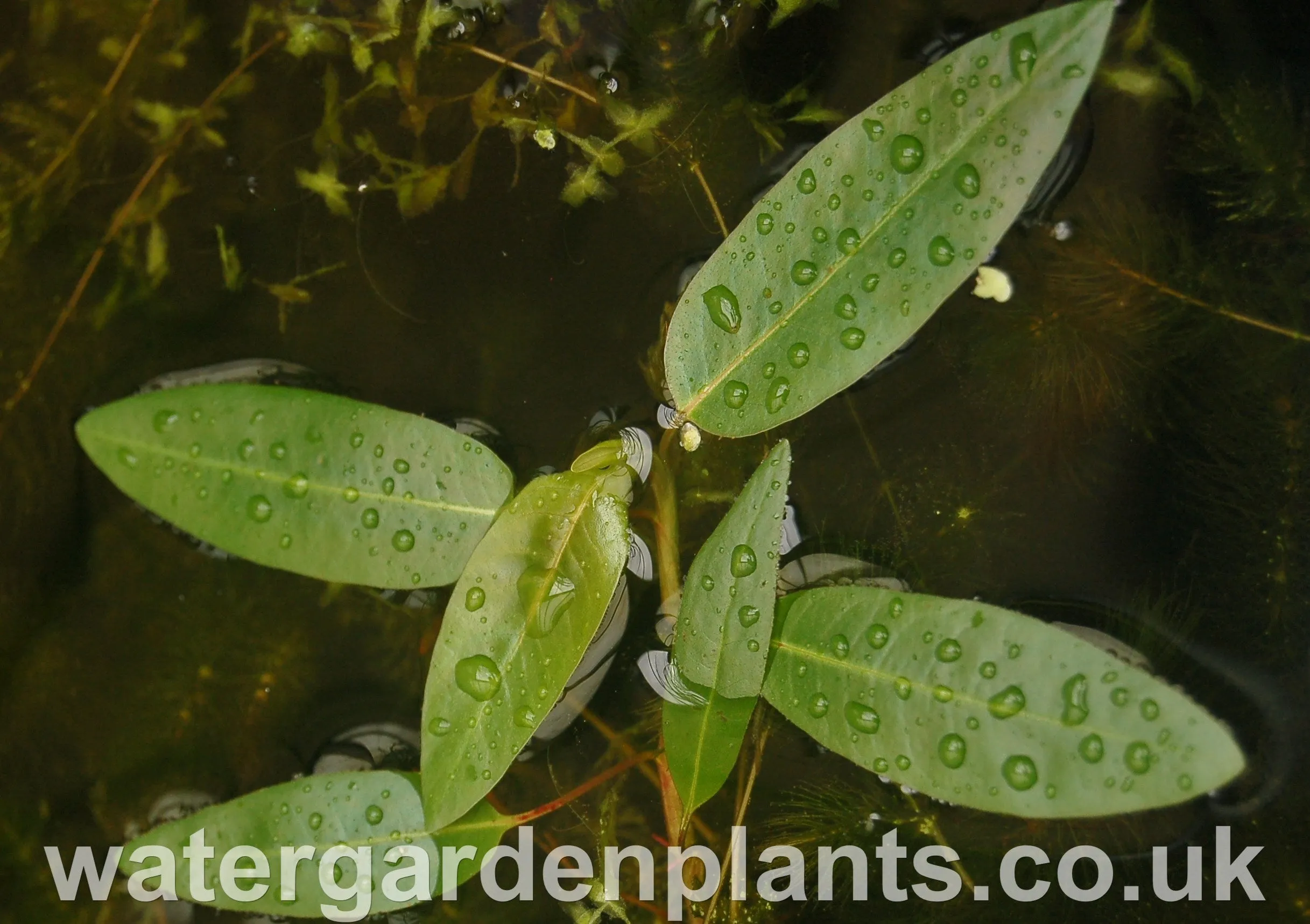 Persicaria amphibia - Amphibious Bistort