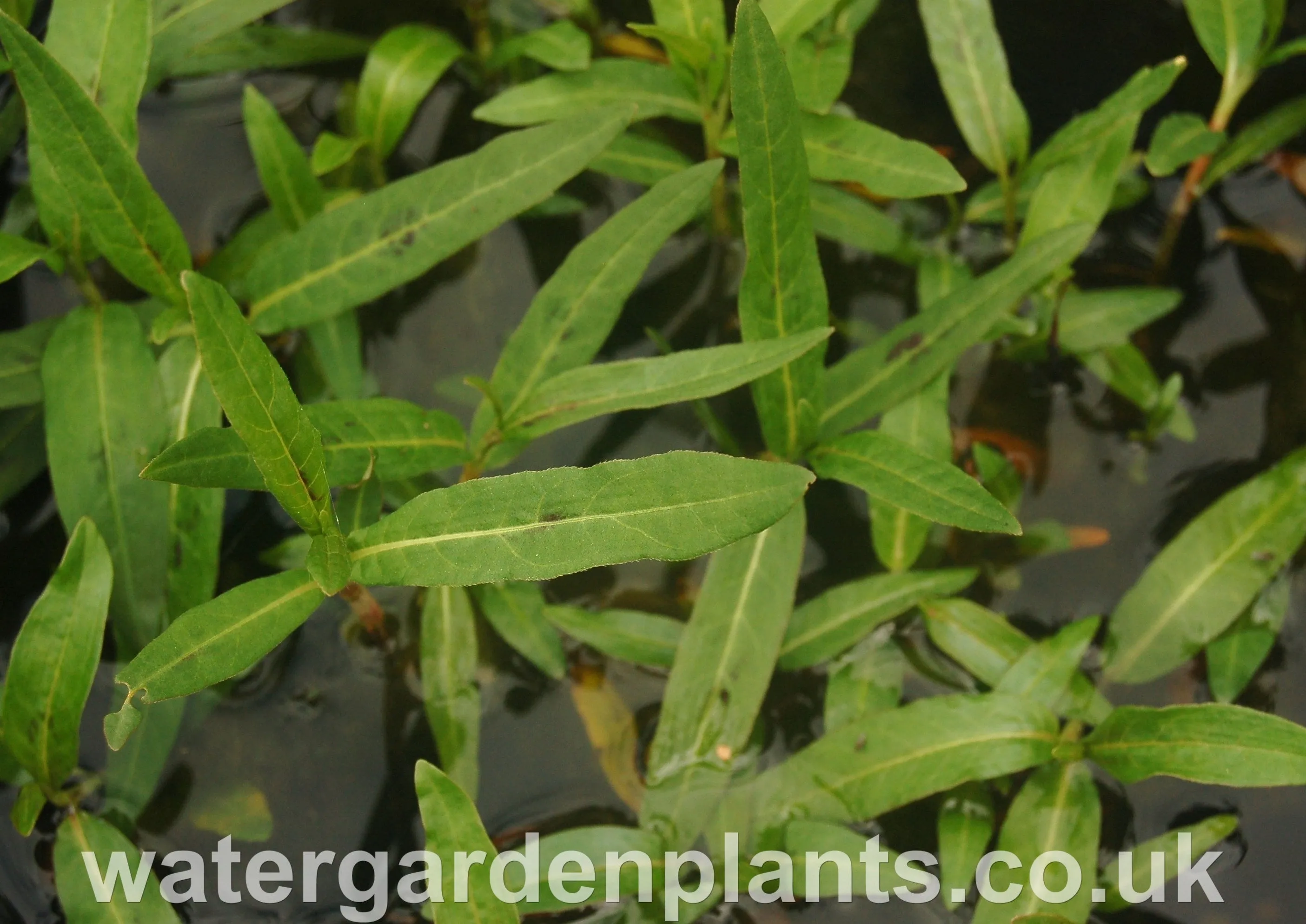 Persicaria amphibia - Amphibious Bistort