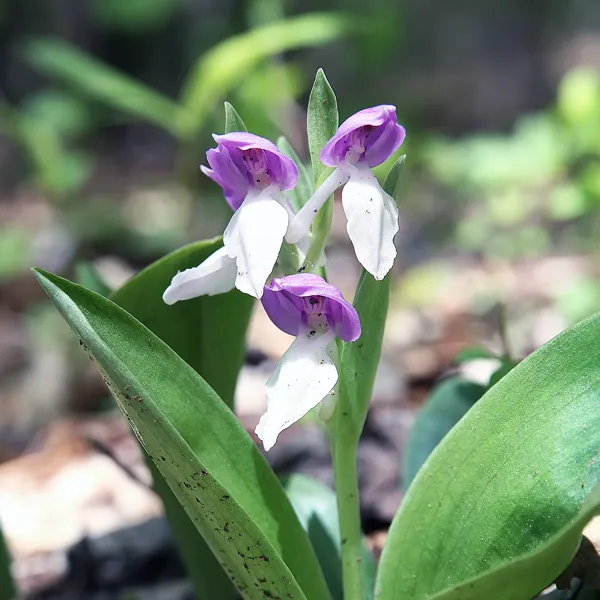 Showy Orchid