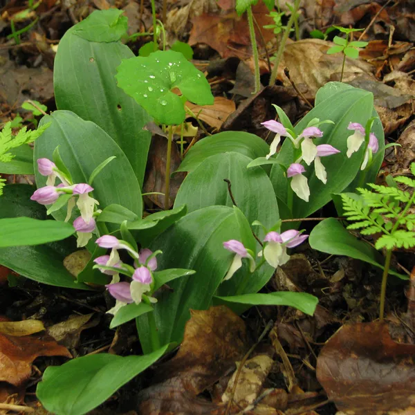Showy Orchid