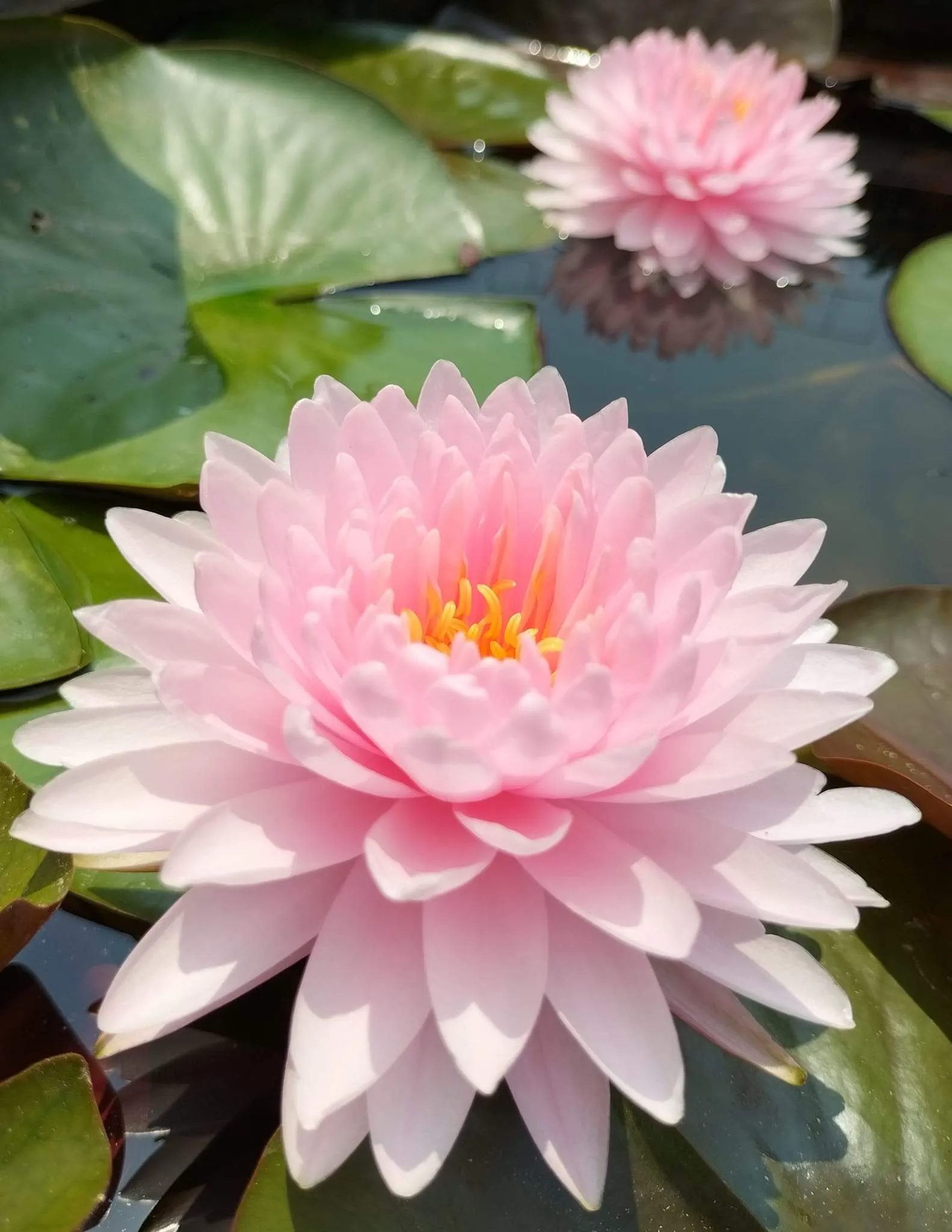 Strawberry Milkshake Waterlily <br> Large Hardy Water Lily  <br> THIS SHIPS IN SPRING & SUMMER