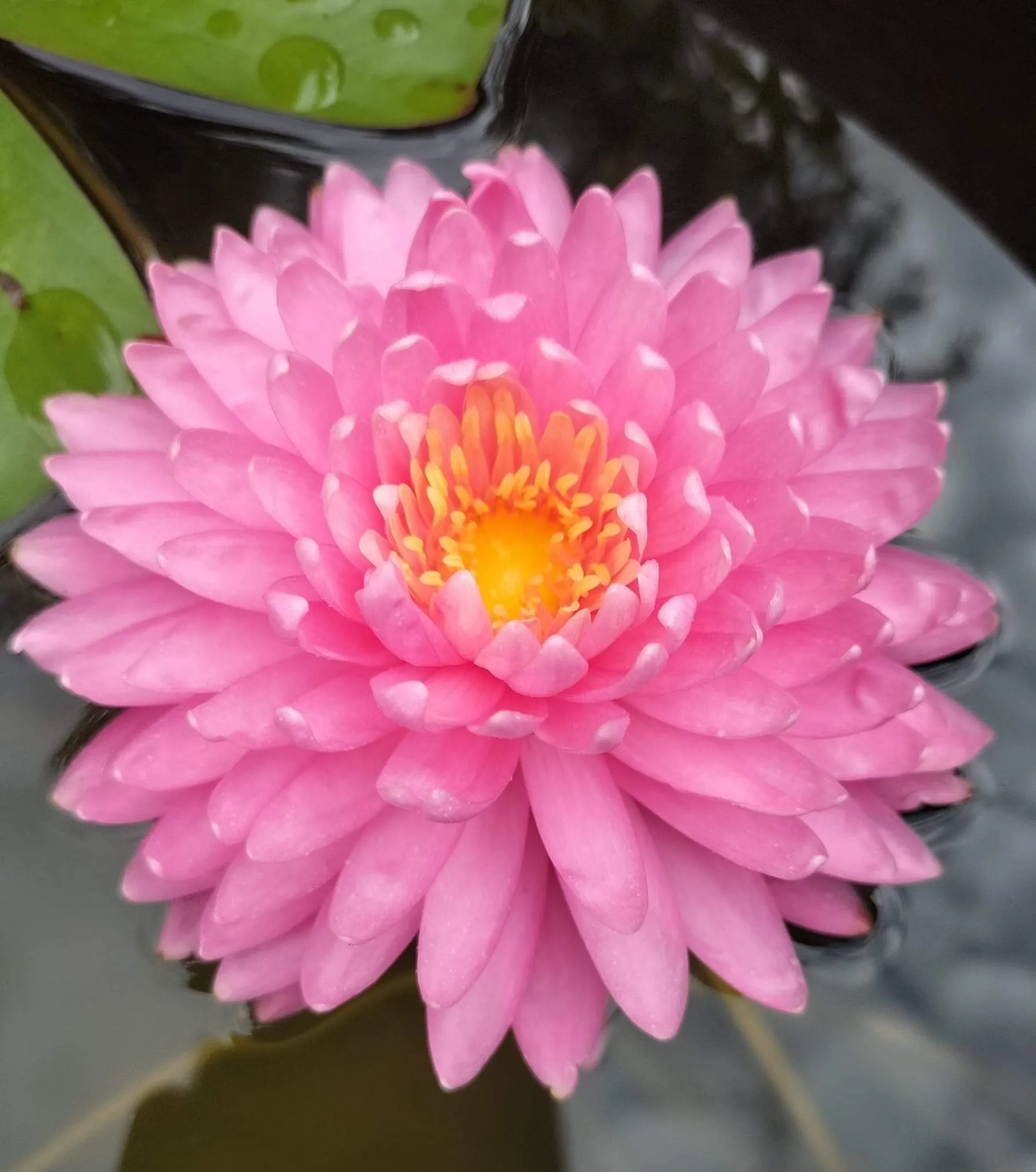 Strawberry Milkshake Waterlily <br> Large Hardy Water Lily  <br> THIS SHIPS IN SPRING & SUMMER