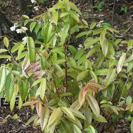 Variegated Coastal Doghobble - Leucothoe axillaris 'Dodd's Variegated'