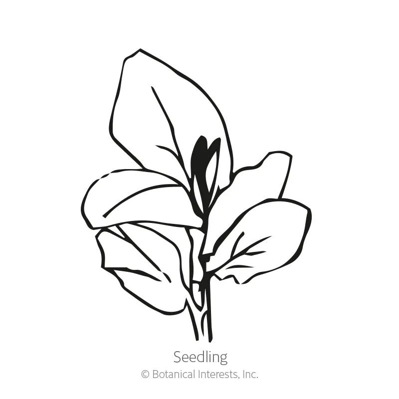 Windsor Fava Bean Seeds